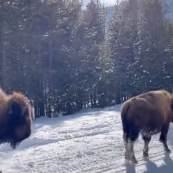 Buffalo on a stroll