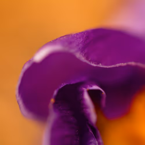 Nature Abstracts