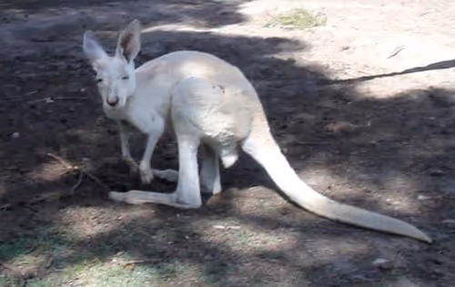 Item #76501167161801301972611522494560240376577292478925649472992816395810156576968 Media