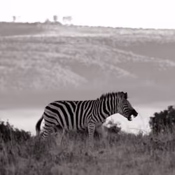 Africas Wild Pleasures #12