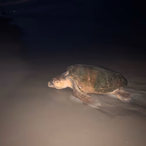 Turtle Awareness Collection