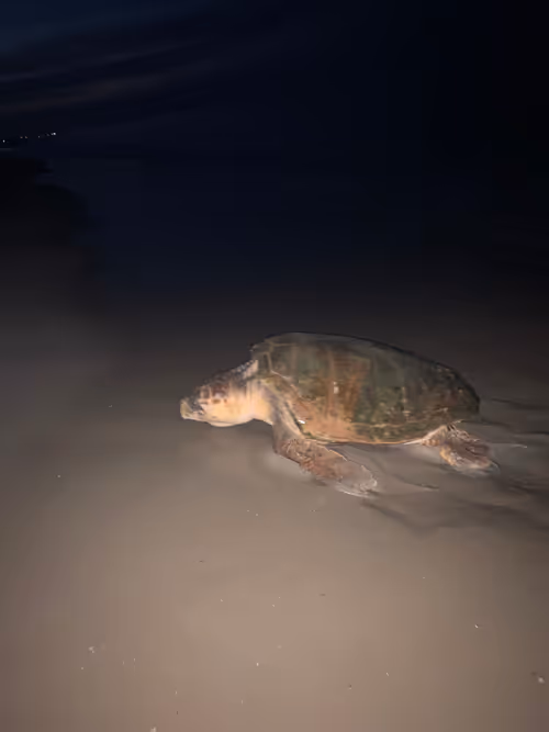 Item #3908207785776864428477897128352267820433590809316098972069431404126061723649 Media