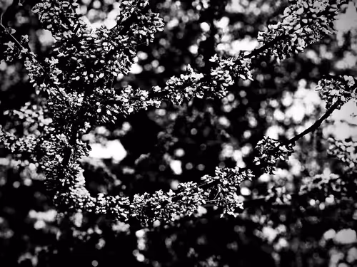 Item #19841423673673061120678522492980359232702795421164906781459419144900766072833 Media