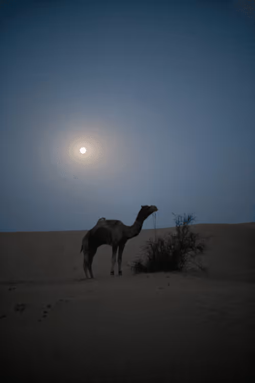 Item #36486330599558234192948007262260679931493432277950452627377023243202422898689 Media