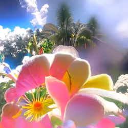 Heavenly Garden