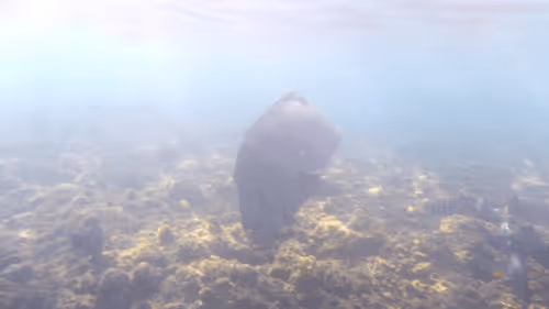 Item #32522392328516293709208538786472574869311995244495637720412795705824450183173 Media