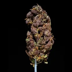 Grandpa's purp