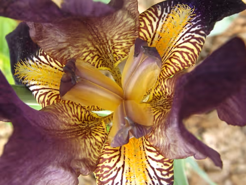 Item #97703427282030741984022634986911983897204836568735072395572896060118350692353 Media