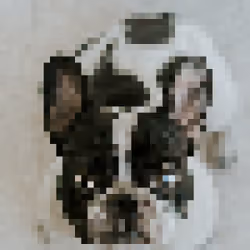 #0026 mydogfrench