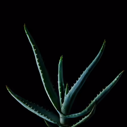 Plants 03 -Aloe ferox-