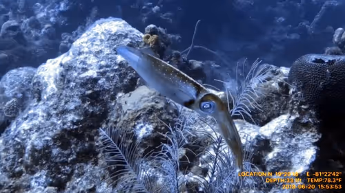 Item #80965803268169370603932631570667161375508893671094224909166964190884109746177 Media