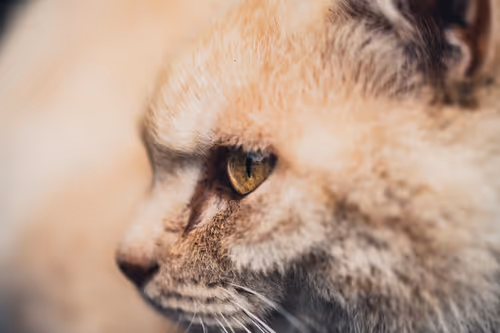 Item #26046832965360609860866363822675472440901155191145999038932145079052241207297 Media