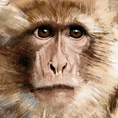 genesis of the monkey