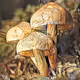 Mushroom #111