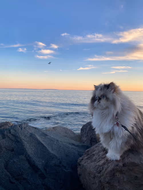 Item #88063557034118437660925886446302507819426649905583175627315428960808397176833 Media