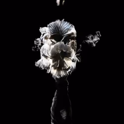 The Non-Human Artwork Project #28