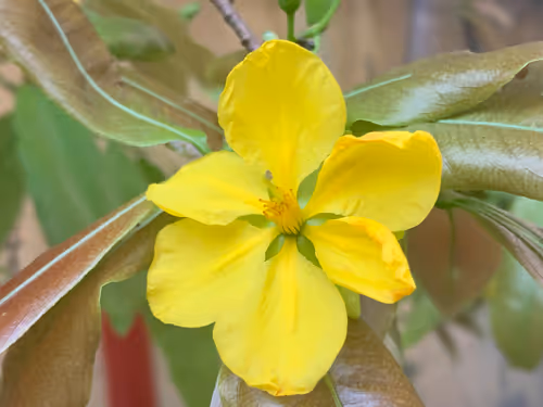 Item #9219050150944409377619180316701258752688903686194552541810005495223513251841 Media