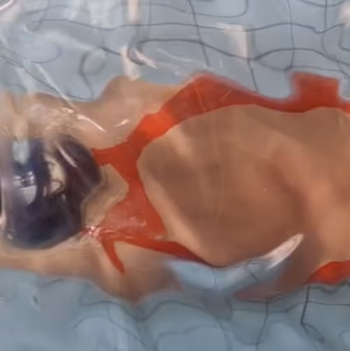 Item #111170276358552616017079809883418196296895974323508918944101657916918342877185 Media