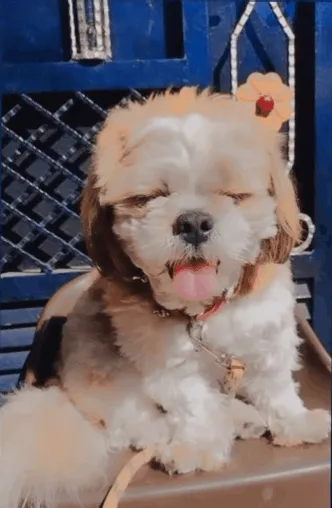 Item #62121686251446972173272091862159377047896999424671428629564572747263257870337 Media