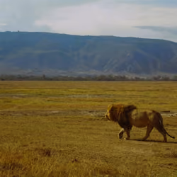 African Lion on the move in Tanzania