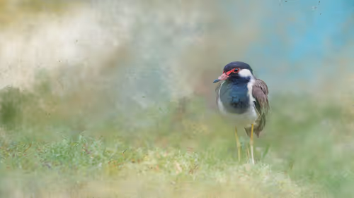 Item #20879904977050231781978559907445915739532146362246903749837269846838170615809 Media