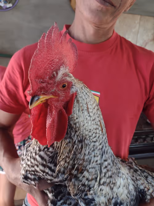 Item #91976069635928437123031191877950598146866165630625287958360390697988342677509 Media