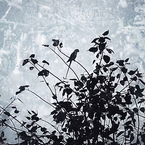 ImpairedPoet Collection - old