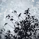 ImpairedPoet Collection - old
