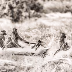 Come back. Baboons, Botswana, 2015