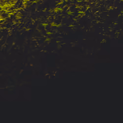 Unlockable Moss