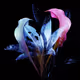 DREAMTIME_official_NFT