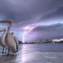 The Pelicans: 1 of 3