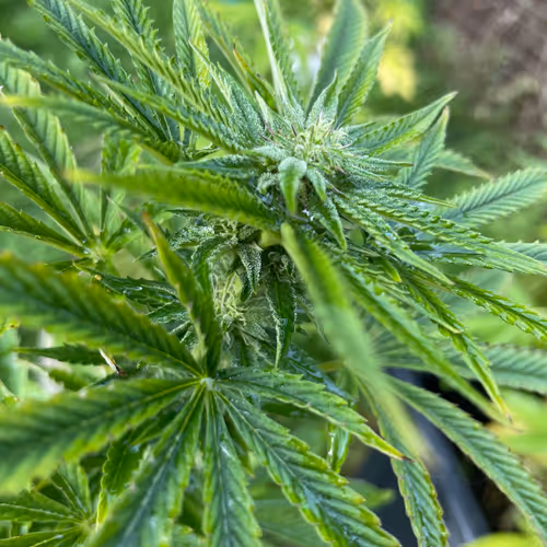 NftHerb100 Collection