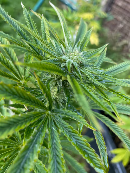 Item #24496249943575204075454985205907891657069470734824580663234554034127082881025 Media