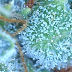 Sea of Trichomes