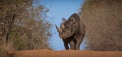 Black Rhino Bull