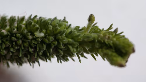 Item #101798116254510798330486236990451841615541533753866395116378150713604228251649 Media