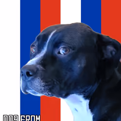 FLAGDOG#254