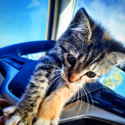 Kitten