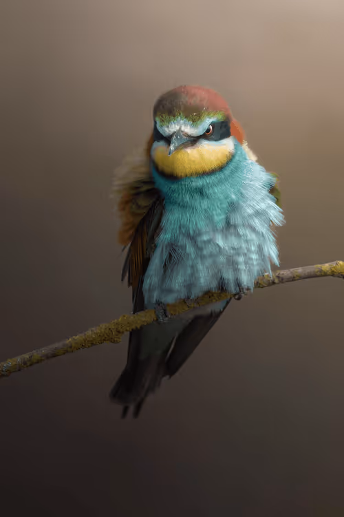 Item #74947066243849206940937931845492421282407977522900211027354211434403364601857 Media