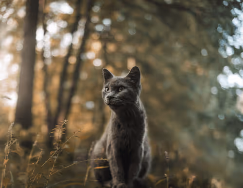 Wild Cats of the Midwest