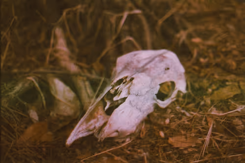 Item #85754324658958322321825418144562619056951061252272308938085744380721481383937 Media