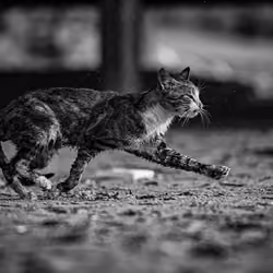 Nostalgic Cats #21