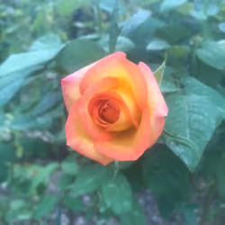 Sacred Rose