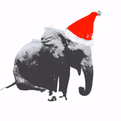 Elephant in xmas hat