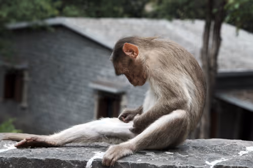 Item #55693129802033309133993648362875030552322956693763483075154188347989393670145 Media