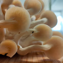 Gills 