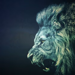 lion 