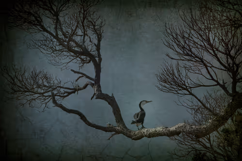 Item #108547290172068983727785202246252609350304201814617164826611776939171478765569 Media