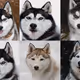 55525875118330994482032925216761404736570211771565447267945268439987190235137